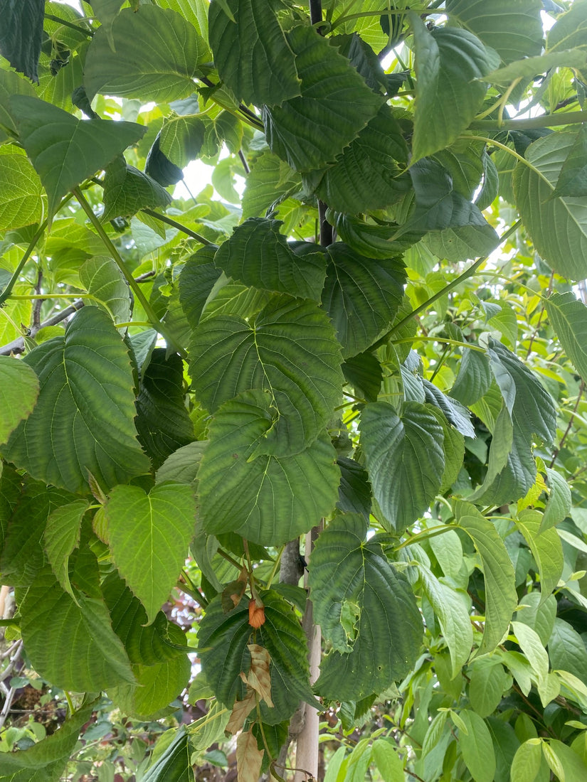 Blad Vaantjesboom - Davidia involucrata var. vilmoriniana