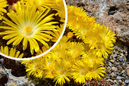 IJsbloem - Delosperma congestum - Rotstuin