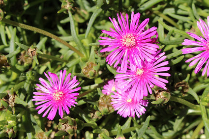 IJsbloem - Delosperma sutherlandii