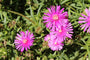 IJsbloem - Delosperma sutherlandii