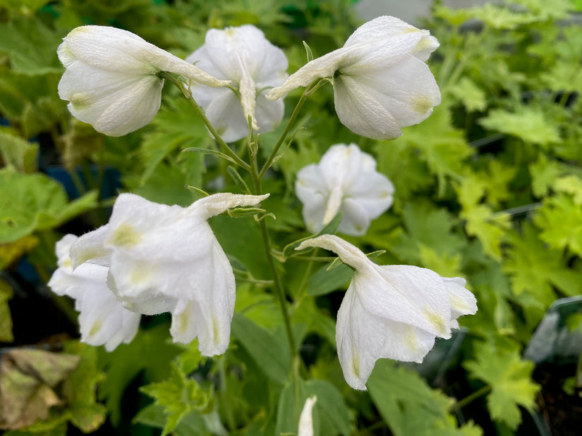 Bloei Delphinium 'Galahad'