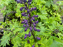 Ridderspoor - Delphinium 'King Arthur'