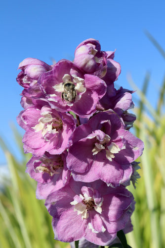 Delphinium 'Astolat' - Ridderspoor .jpg