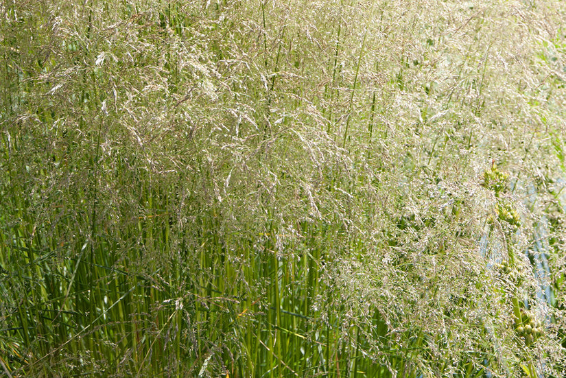 Ruwe smele - Deschampsia cespitosa 'Goldgehänge'