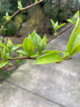 Deutzia scabra 3 blad