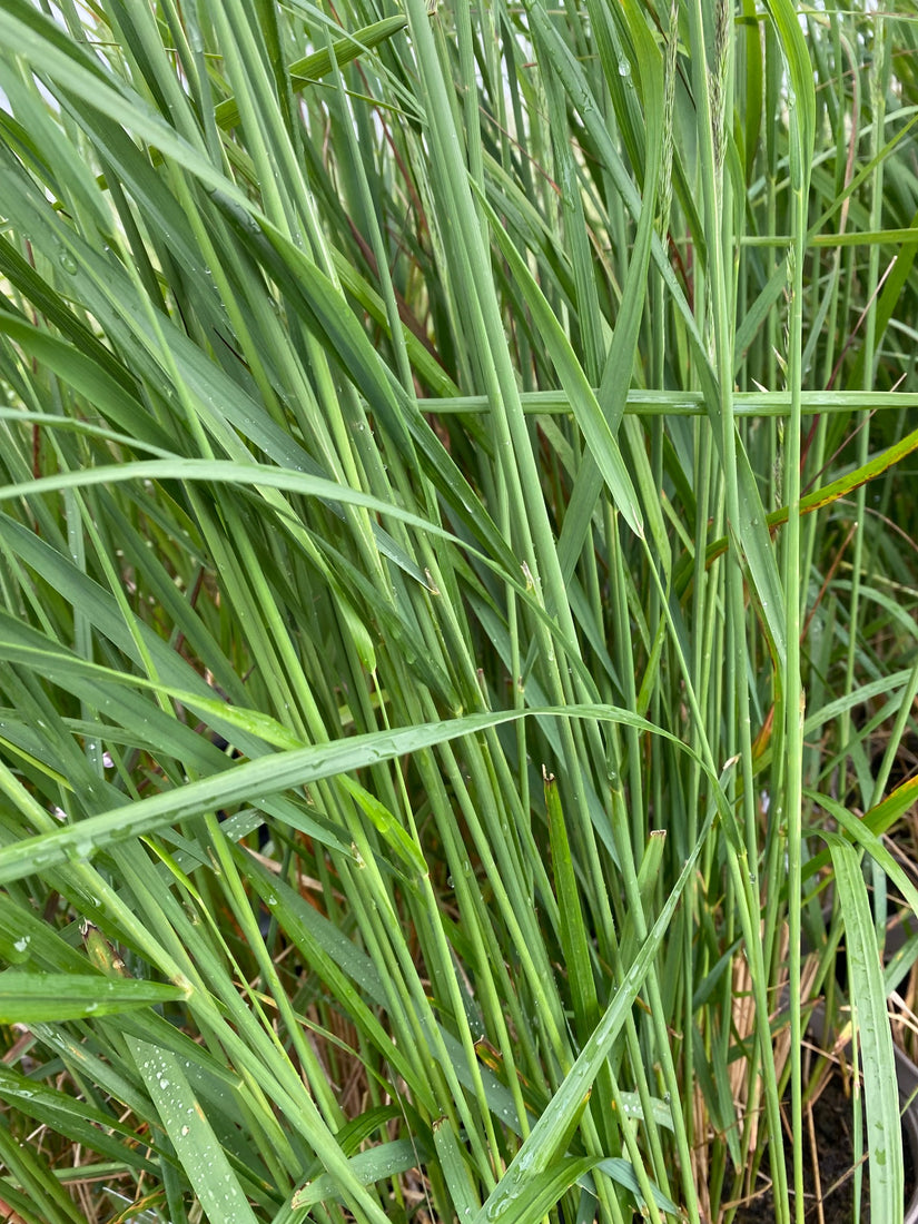 Diamantgras - Calamagrostis brachytricha