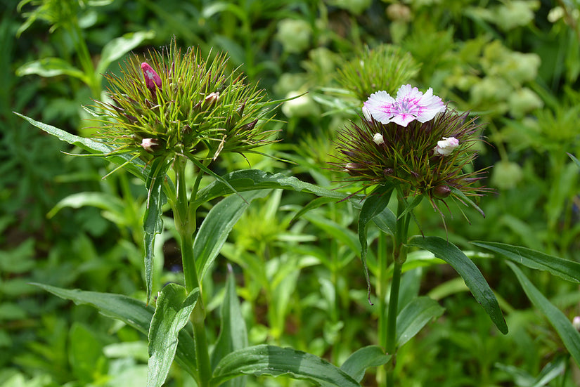 Duizendschoon - Dianthus barbatus start bloei