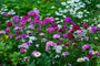 Dianthus-barbatus-plant-in-border.jpg