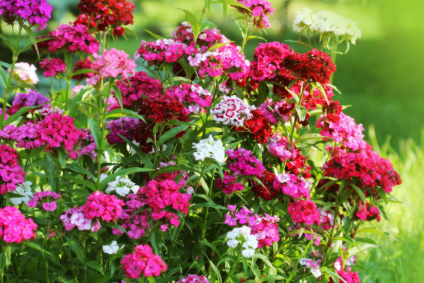 Dianthus-barbatus.jpg