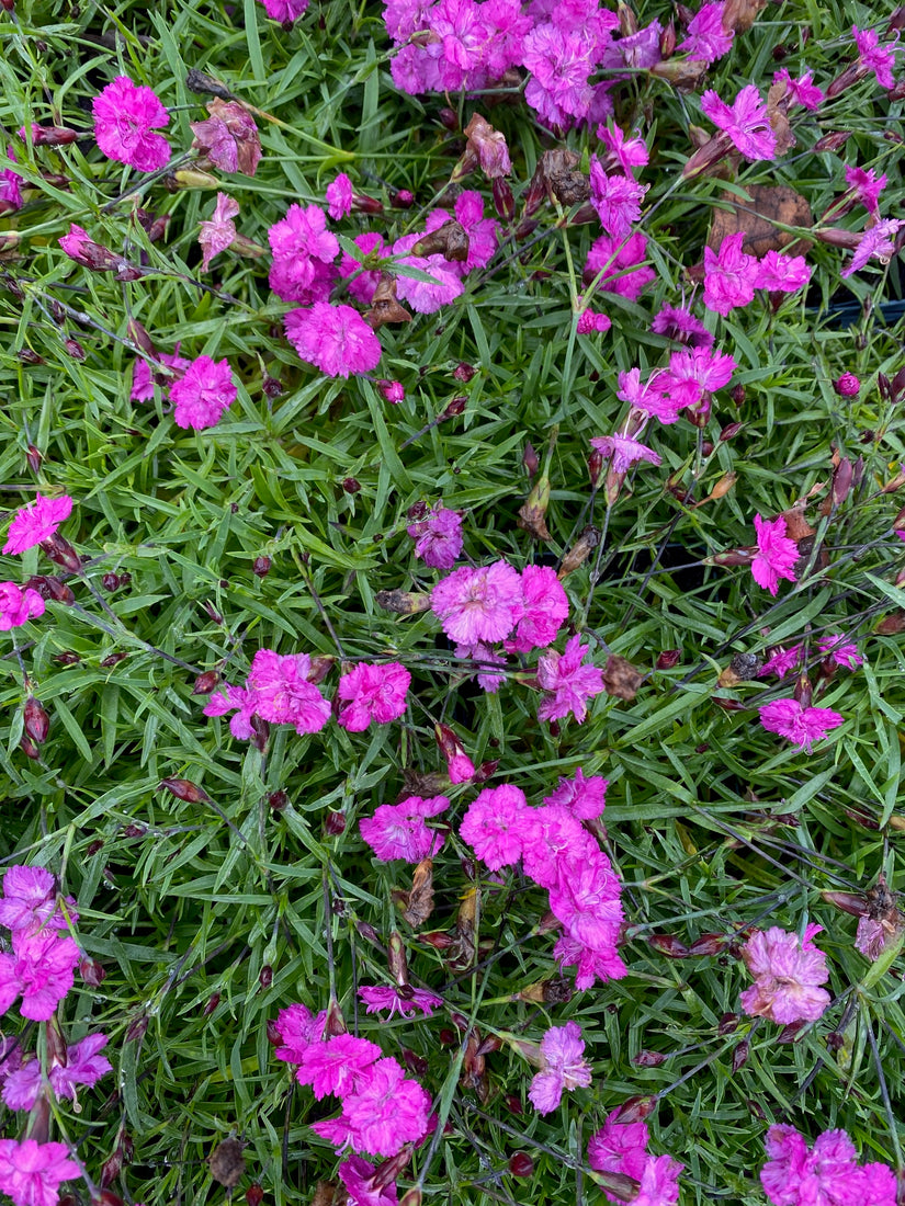 Dianthus caryophyllus 'Pink Pom Pom' (foto oktober)