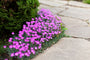 Dianthus deltoides 'Rosea' wintergroene borderplantje