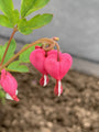 Gebroken hartje - Dicentra in bloei