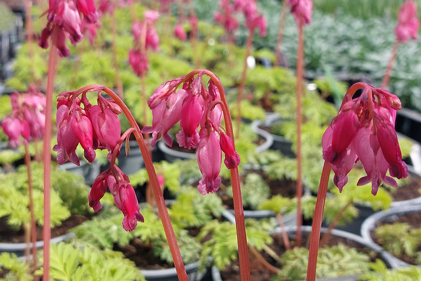 Gebroken hartje - Dicentra formosa 'Luxuriant'