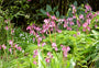 Dicentra-formosa-gebroken-hartje.jpg