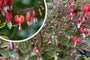 Bloei Gebroken hartje - Dicentra spectabilis 'Valentine'