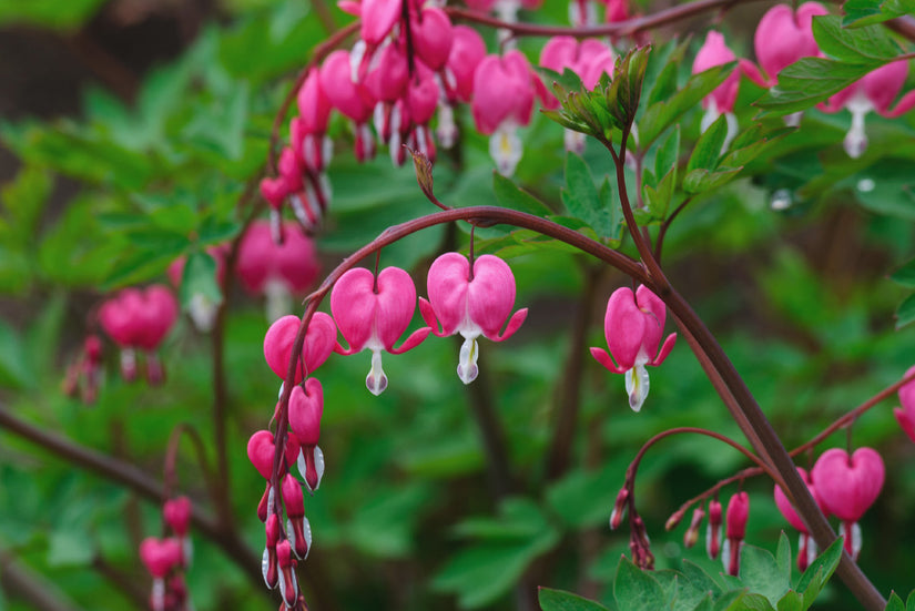 Bloei Gebroken hartje - Dicentra spectabilis