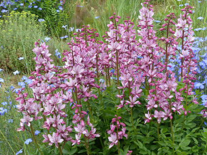 Vuurwerkplant - Dictamnus albus