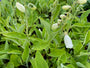 Gewoon Vingerhoedskruid - Digitalis purpurea 'Gloxiniiflora'