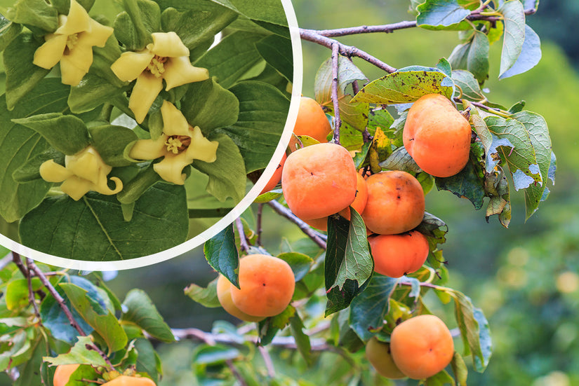 bloemen en vrucht Kakiboom - Diospyros kaki 