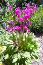 Dodecatheon bloemen bloeiperiode informatie tuinborder