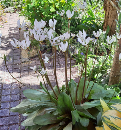 Dodecatheon tuinplanten met witte bloemen