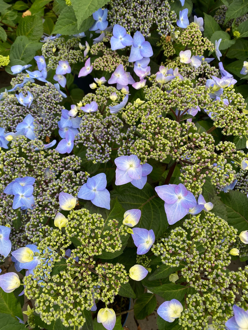 Doorbloeiende schermhortensia - Hydrangea macrophylla