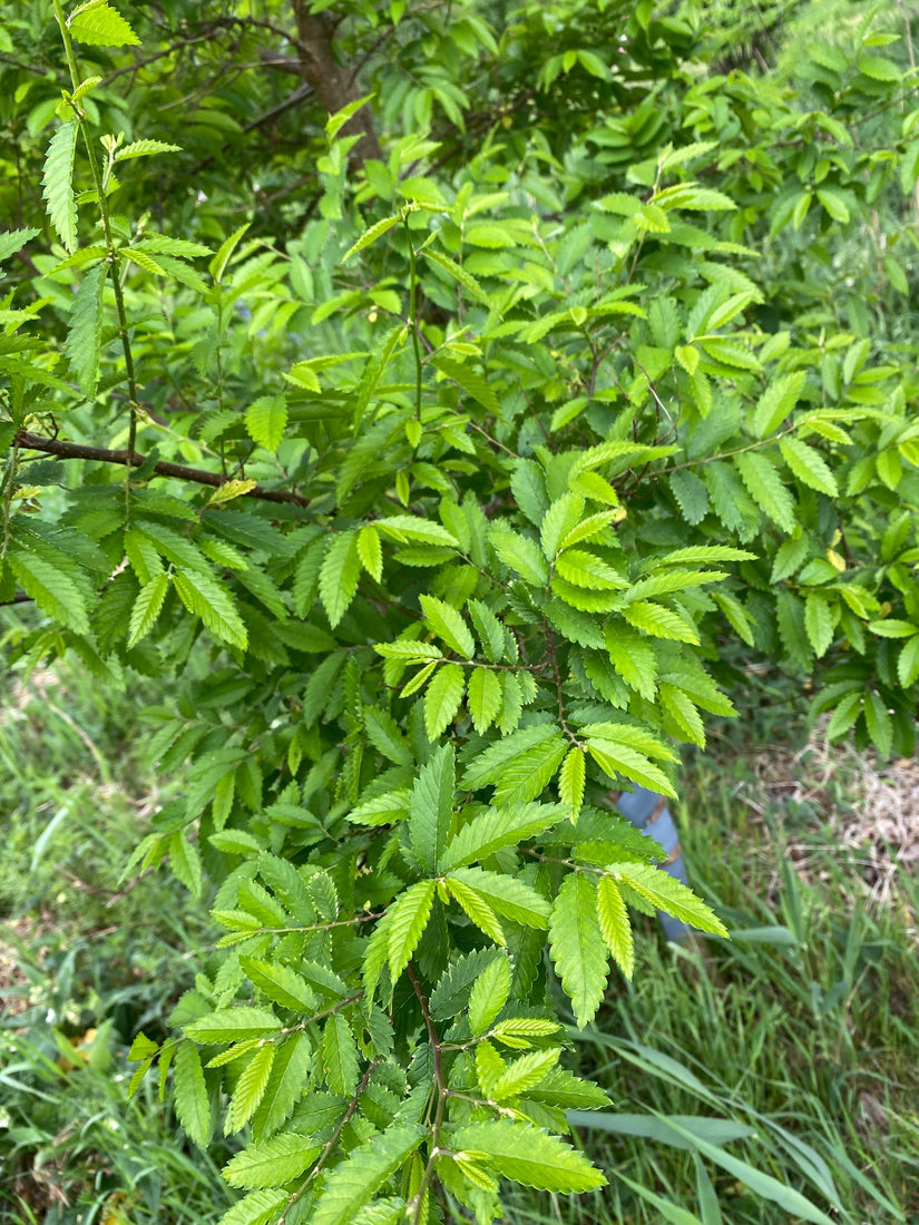 Blad Doorn iep - Hemiptelea davidii