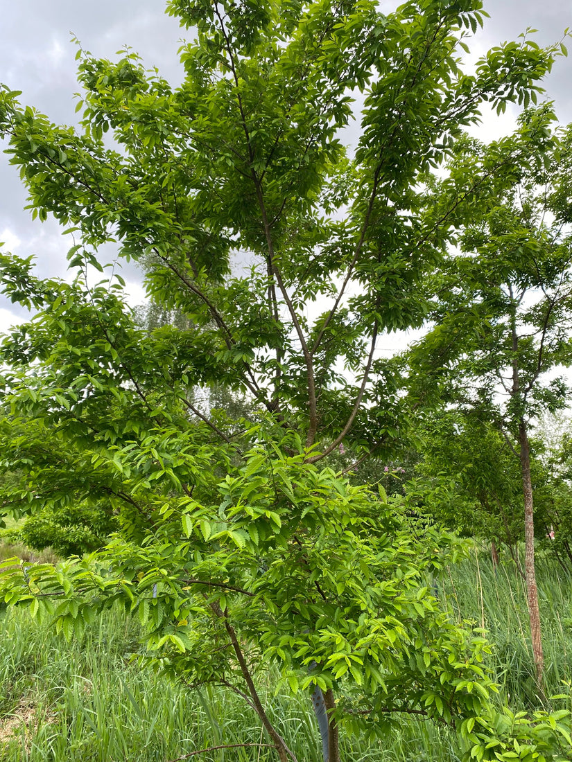 Doorn iep - Hemiptelea davidii