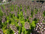 Veld met Doornige berenklauw - Acanthus spinosus