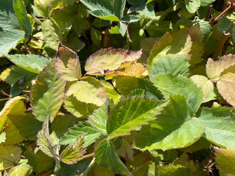 Doornloze braam - Rubus fruticosus 'Triple Crown'