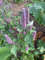 Dropplant - Agastache foeniculum