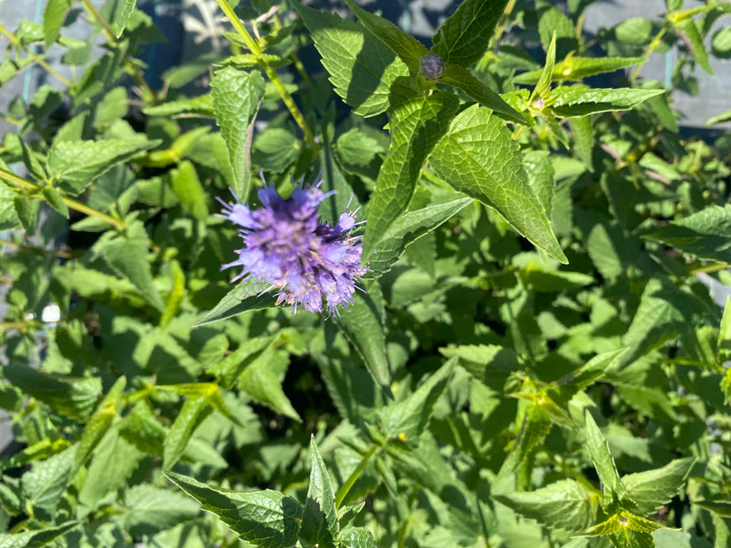 Dropplant - Agastache 'Black Adder'