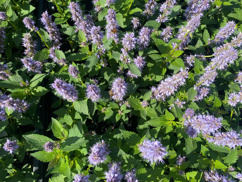 Dropplant - Agastache 'Blue Fortune'