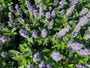 Dropplant - Agastache 'Blue Fortune'