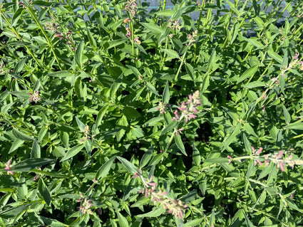 Dropplant - Agastache 'Kolibri'