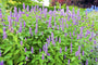 Dropplant - Agastache blue fortune