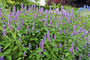 Biologische Dropplant - Agastache 'Blue Fortune'