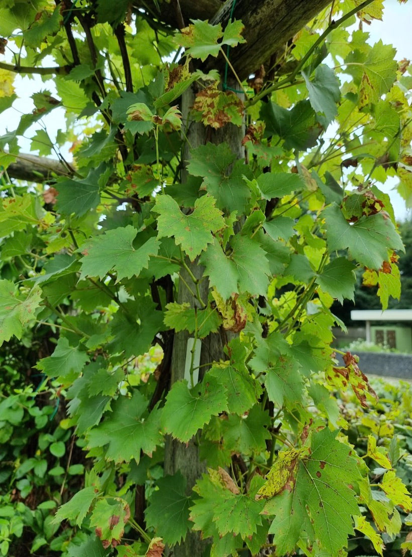 Druif - Vitis