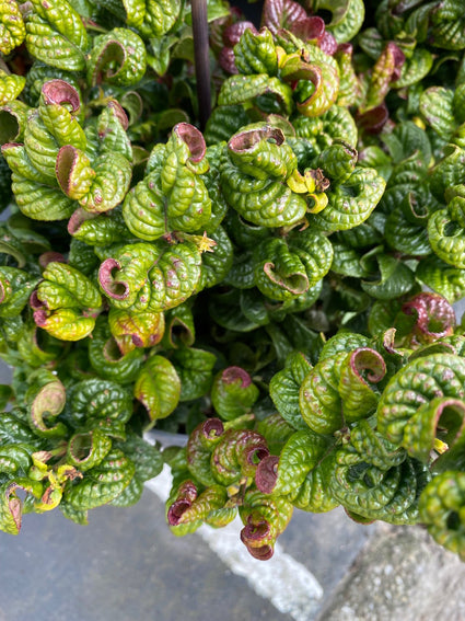 Druifheide-Leucothoe-axillaris-Curly-Red.jpg