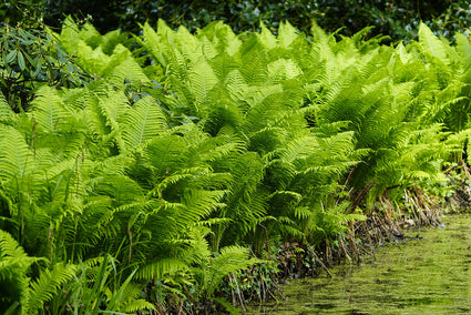 Geschubde mannetjesvaren - Dryopteris Affinis 'Polydactyla Dadds'