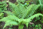 Mannetjesvaren - Dryopteris affinis 'Cristata Angustata'