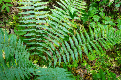 Smalle stekelvaren - Dryopteris carthusiana