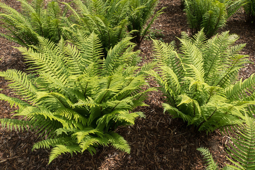 Olifantslurfvaren - Dryopteris cycadina (Atrata)