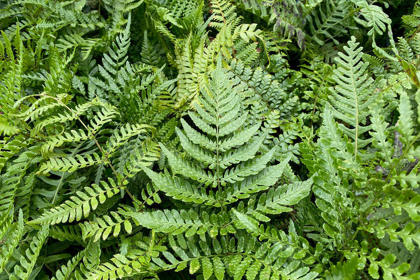 Herfstvaren - Dryopteris erythrosora