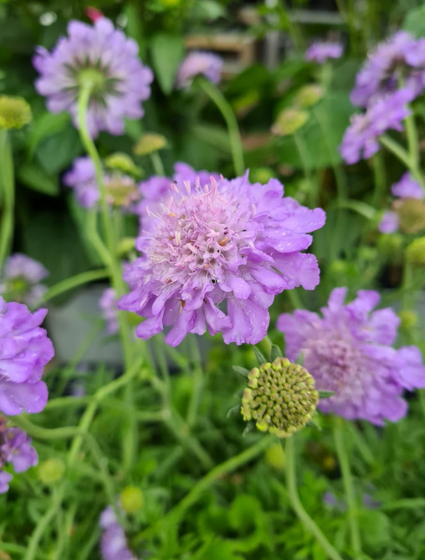 Duifkruid scabiosa bloeifoto