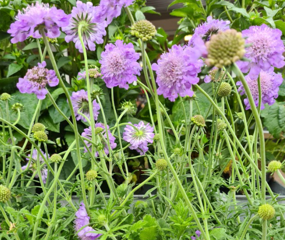 Paars bloeiende vaste planten border