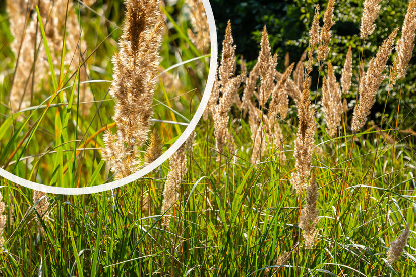 Duingras - Calamagrostis epigejos