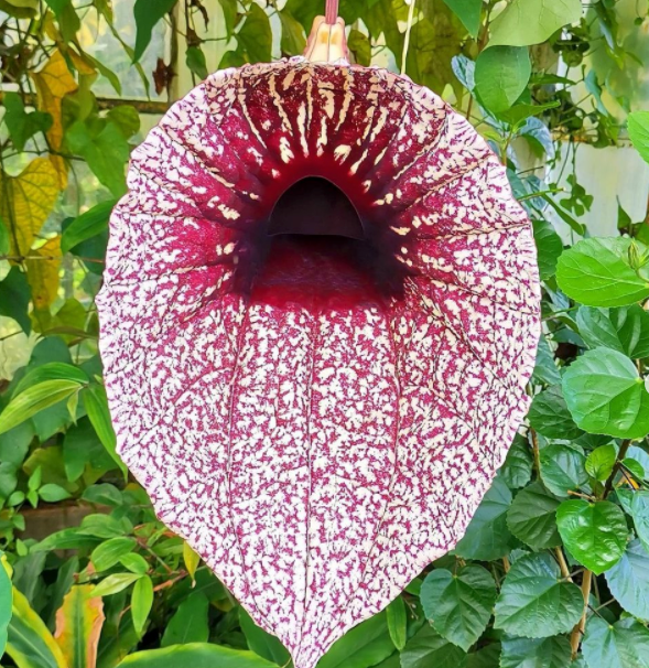 Duitse pijp - Aristolochia durior.png