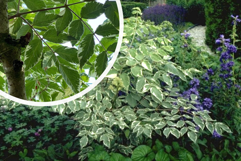 Duivelswandelstok - Aralia elata 'Silver Umbrella'