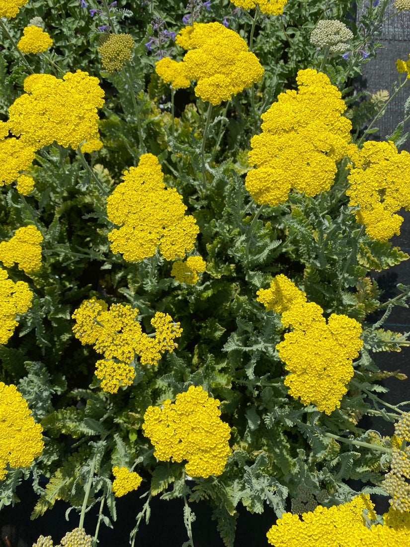 Duizendblad - Achillea 'Moonshine' helder gele bloemen